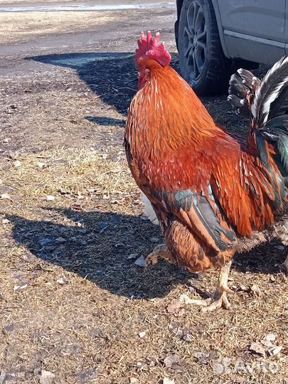 Куры петухи порода Кучинская юбилейная