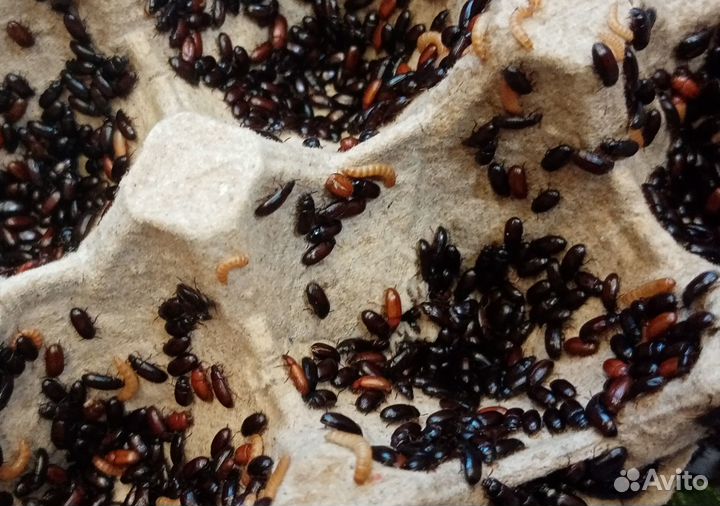 Жук знахарь