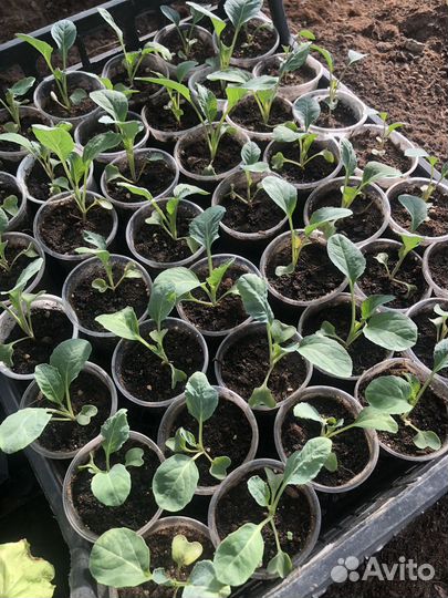 Капуста рассада