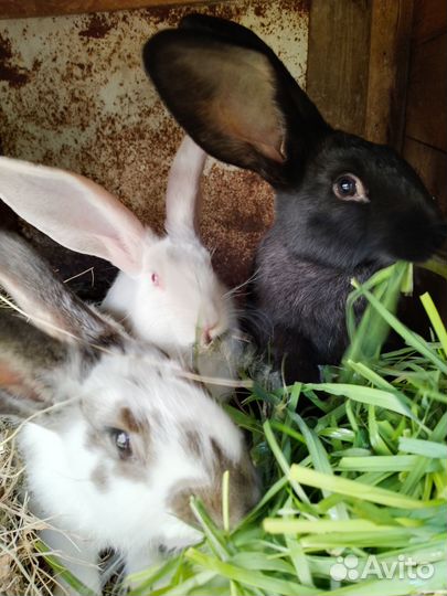 Кролики мясных пород