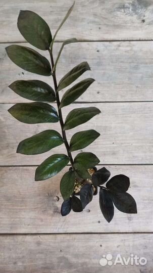 Замиокулькас черный равен