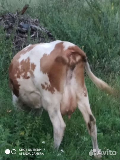 Коровы, тéлки