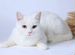 Кошка белого окраса