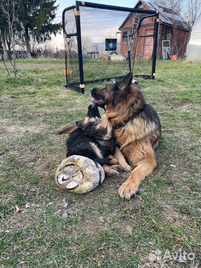 Немецкая овчарка