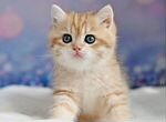 Британские котята котики золотая шиншилла