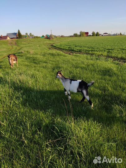 Козлик Ламанча