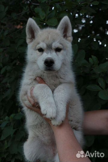 Щенки сибирской хаски девочки
