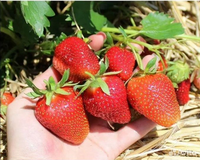 Рассада клубники