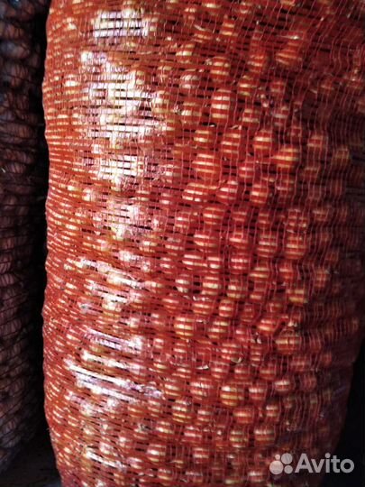 Лук Севок Оптом первая, вторая фракц Штутгартер