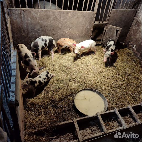 Продаются поросята, можно оптом, папа Кобан