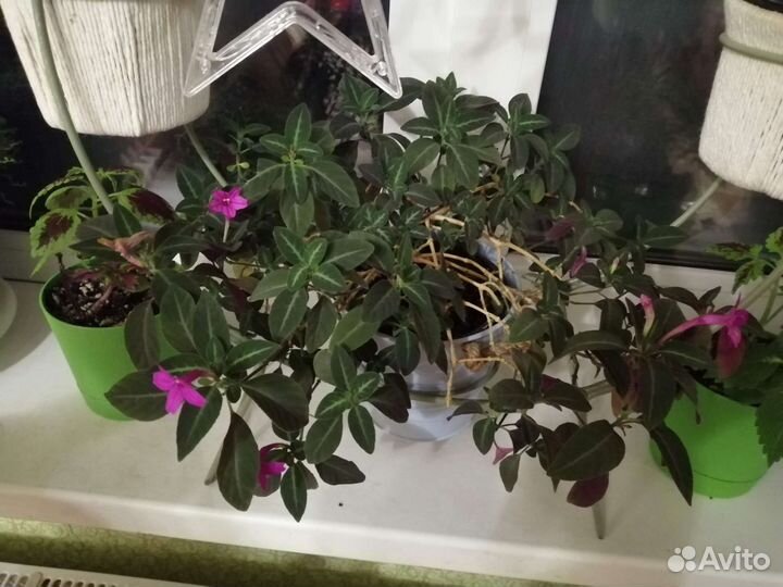 От 5 июня Зеленый своп/продажа комнатные растения