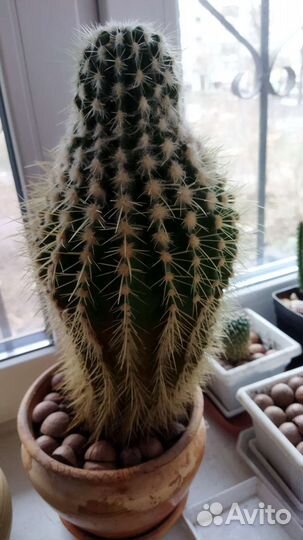 Большой кактус
