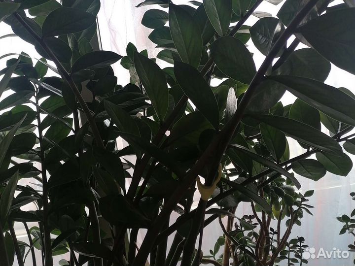 Замиокулькас