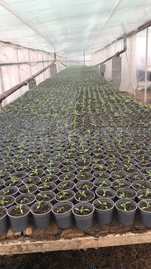 Участок 40 сот. (ИЖС)