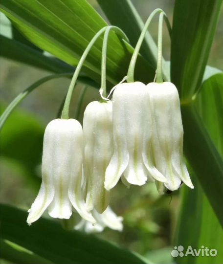 Купена(садовый ландыш) Многолетние цветы для сада