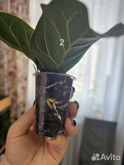 Фикус лирата