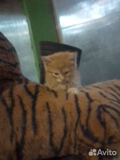 Отдам в добрые руки котят
