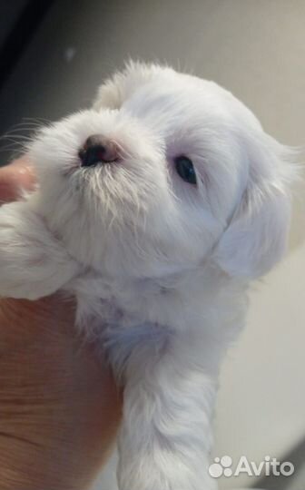 Мальтезе мальчик