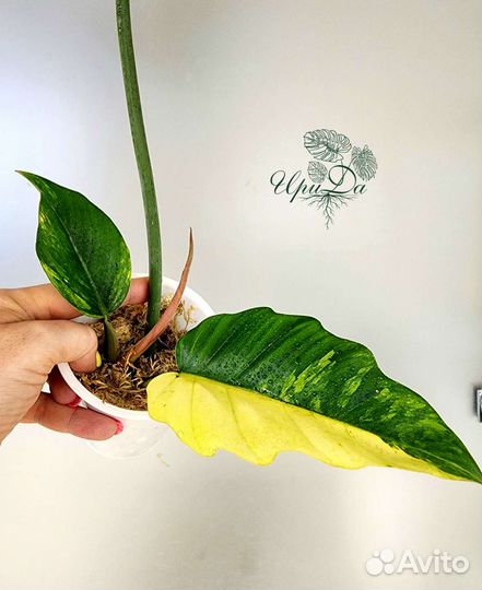 Филодендрон карамель марбл