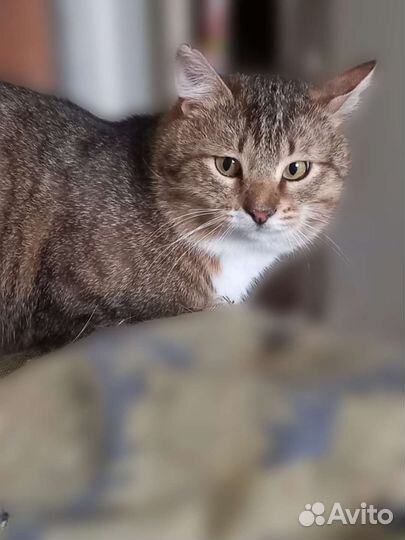 Красавец Маркиз