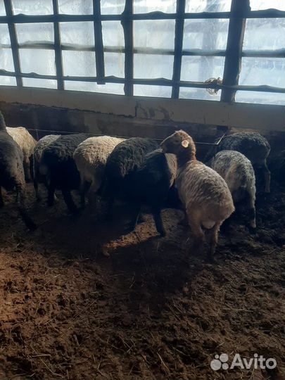 Коза. Барани