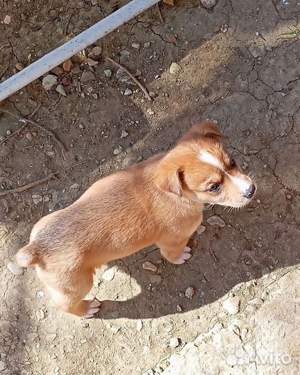 Нужен домик и хорошие руки щенку