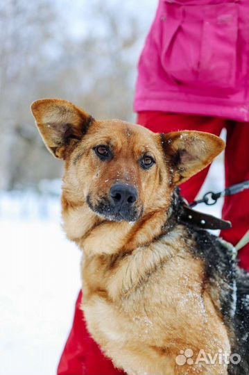 Собака Забава ищет дом