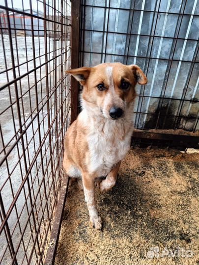 Собака в добрые руки отдам бесплатно