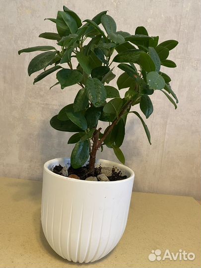 Комнатные цветы фикус