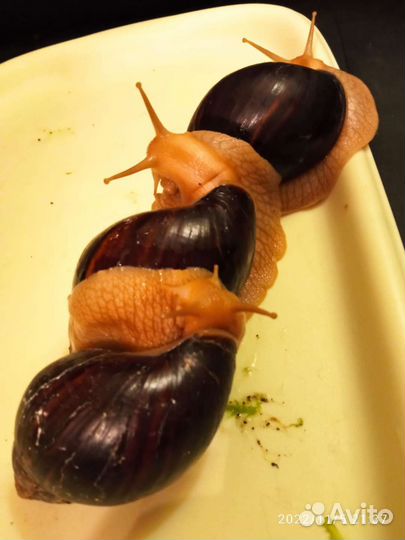 Улитки ахатины бесплатно