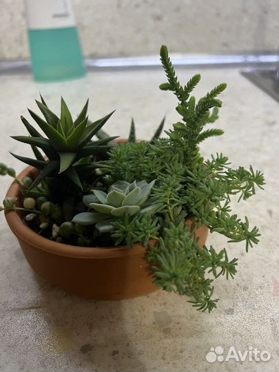 Флорариум суккуленты