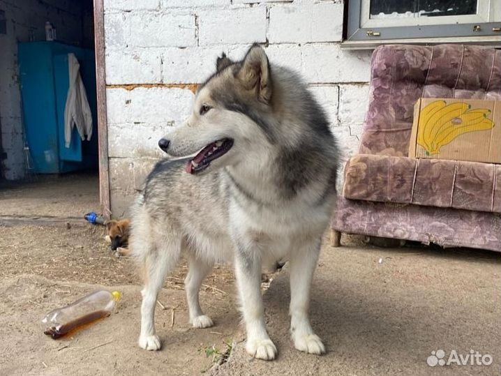 Девочка маламут
