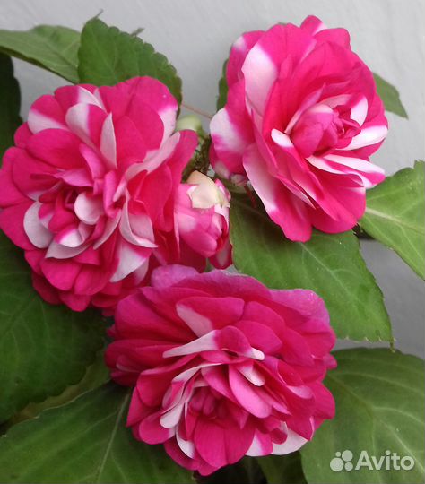 Бальзамин махровый