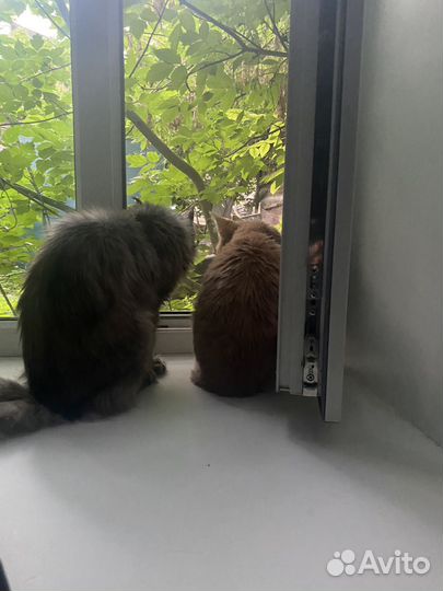 Зоогостиница, Передержка животных