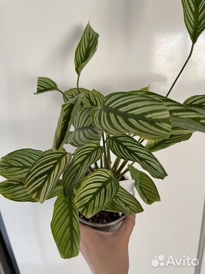 Калатея витата