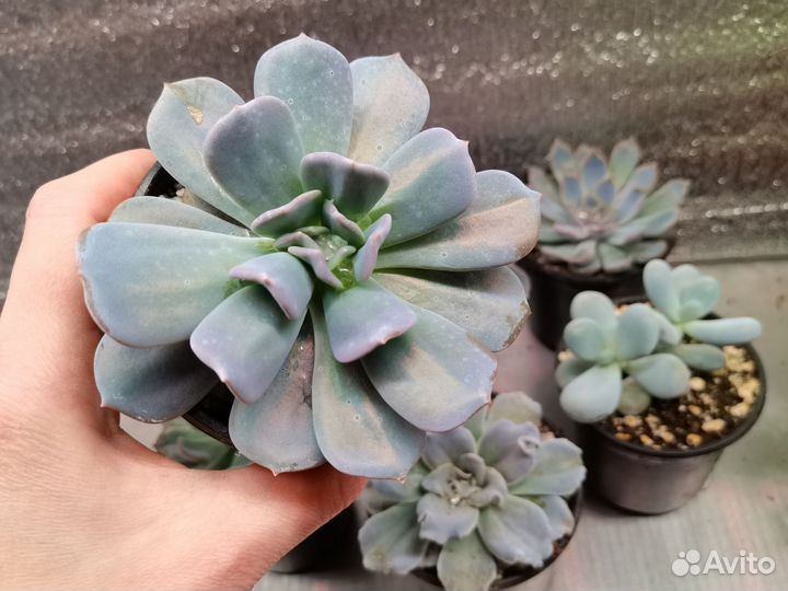 Эхеверии и пахифитум