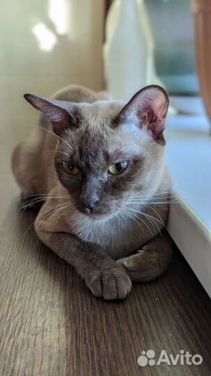 Бурманская кошка