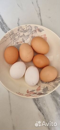 Домашние куриные яйца