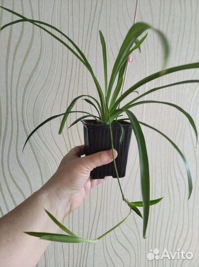 Хлорофитум