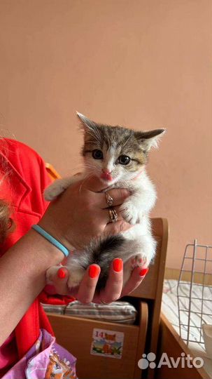 Кошки