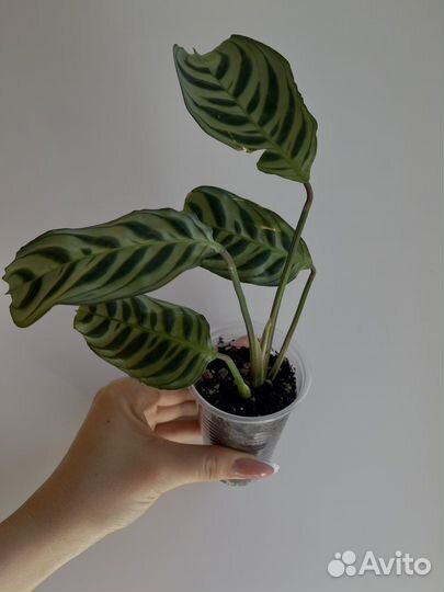 Калатея Ктенанта Бурле-марксии