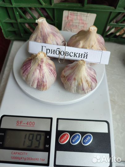 Озимый чеснок на посадку