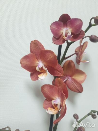 Орхидея Горизонт