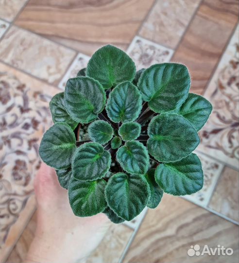 Фиалки цветущие