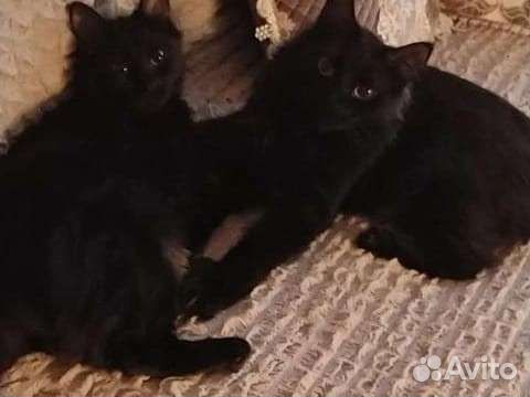 Кот и кошечка