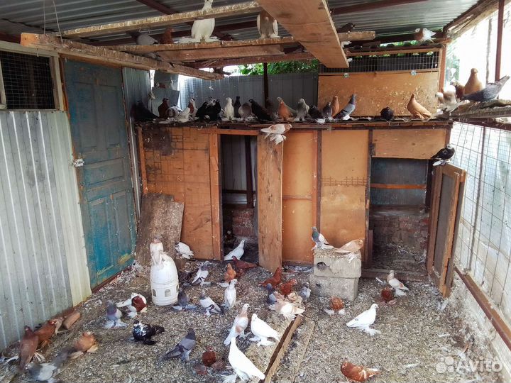 Продажа голубей