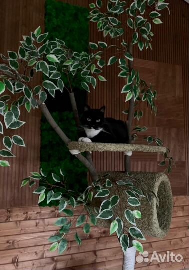 Дерево для кошки