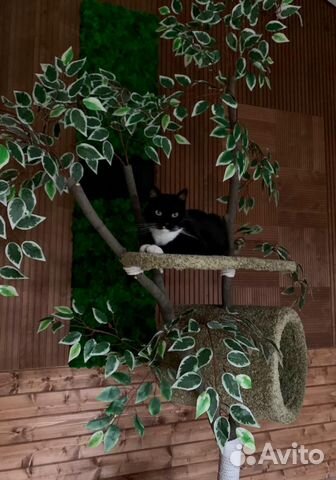 Дерево для кошки