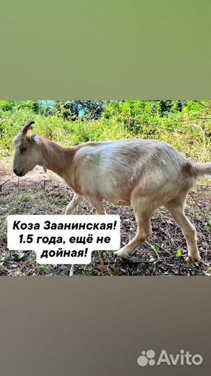 Коза нубийская