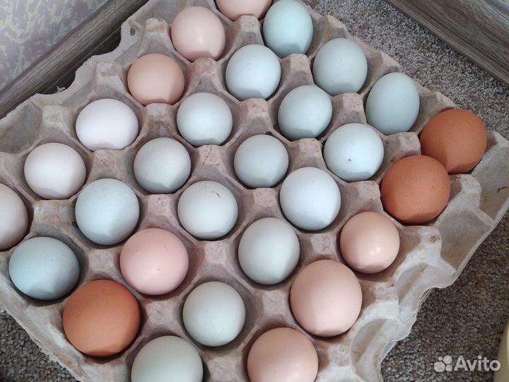 Яйцо домашнее